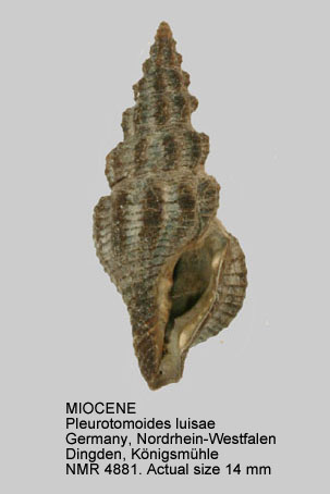 MIOCENE Pleurotomoides luisae.jpg - MIOCENEPleurotomoides luisae(Koenen,1872)
